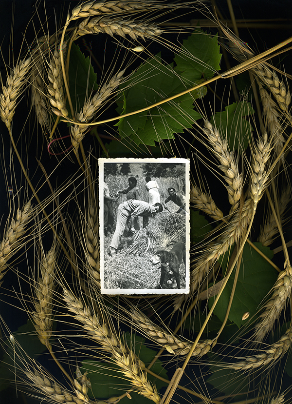 image of labourers wheat field behind